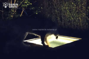 Podświetlony basen dla psa