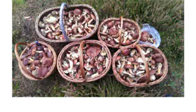 Hobby Piotra Bibika