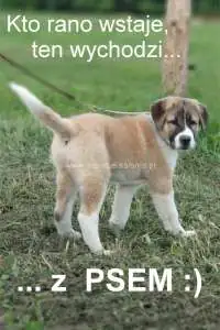 Owczarek Środkowo Azjatycki CAO Owczarek Środkowo Azjatycki CAO