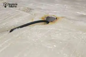 Miska podgrzewana, montaż czujnika temperatury tempSensor Miska podgrzewana, montaż czujnika temperatury tempSensor