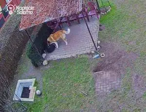 Pies korzystający z podgrzewanej miski z wodą. Pies korzystający z podgrzewanej miski z wodą.