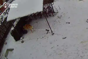 Czy pies korzysta z podgrzewanej miski na wodę? Jak w praktyce, sprawdza się podgrzewana miska na wodę dla psa?