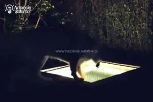 Jak zrobić basen dla psa z podświetleniem LED 12 V w ogrodzie